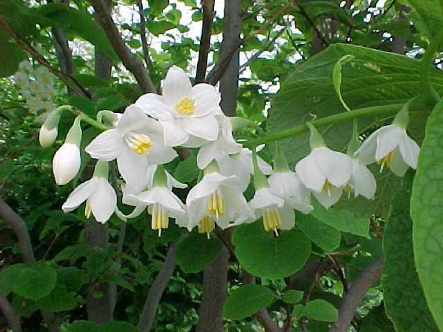 Птеростиракс щетинистый Pterostyrax hispida
