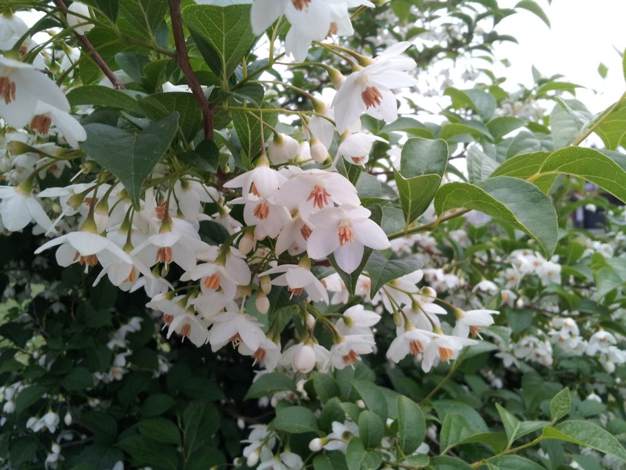Синожакия древесноплодная (Sinojackia xylocarpa