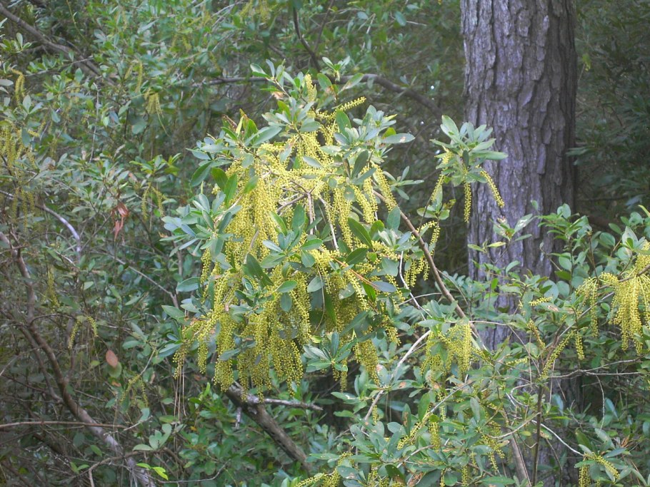 Styrax japonicus