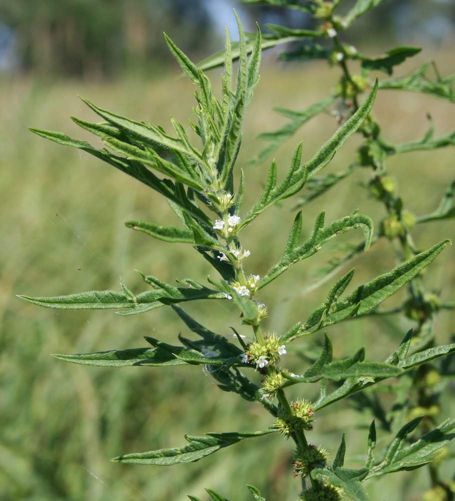 Зюзник Европейский