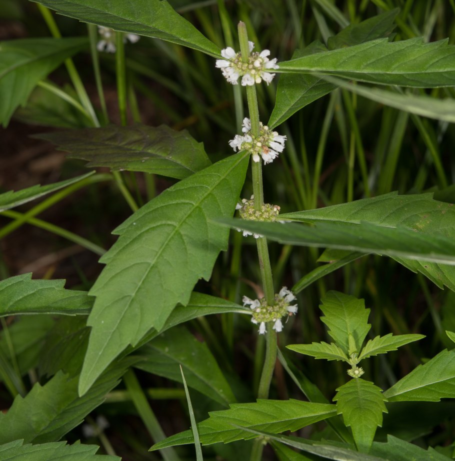 Зюзник Европейский