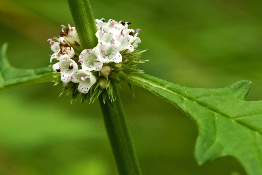 Зюзник Европейский корни