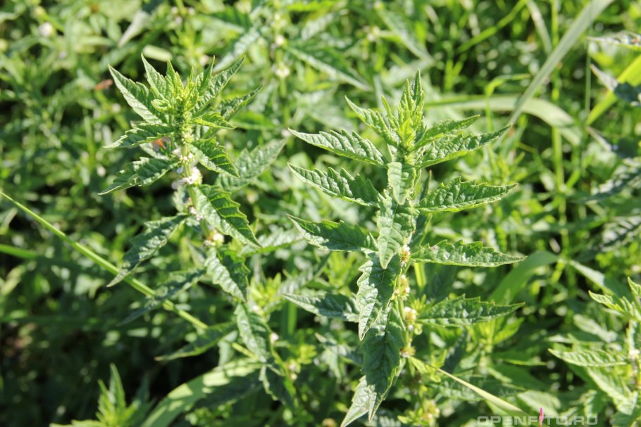 Зюзник одноцветковый