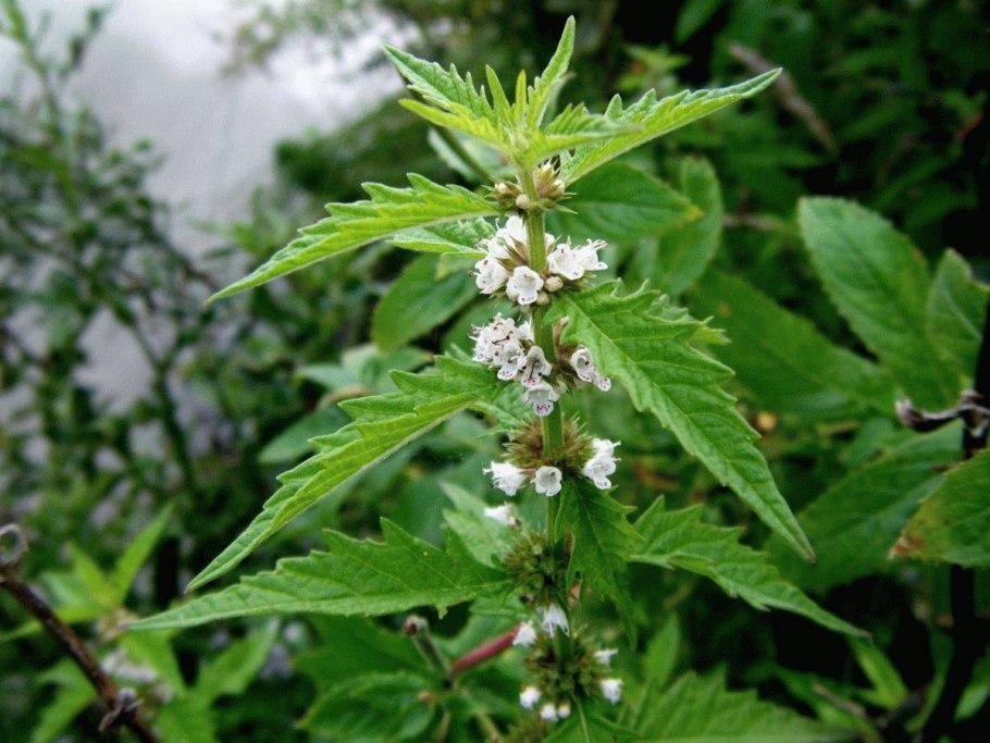 Зюзник Европейский (Lycopus europaeus)