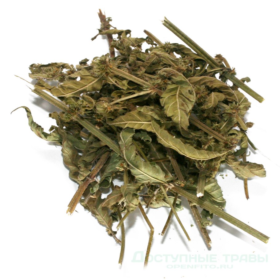 Зюзник высокий