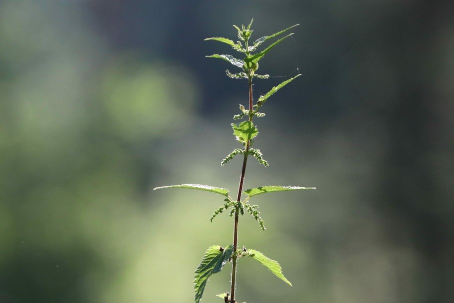 Зюзник Европейский