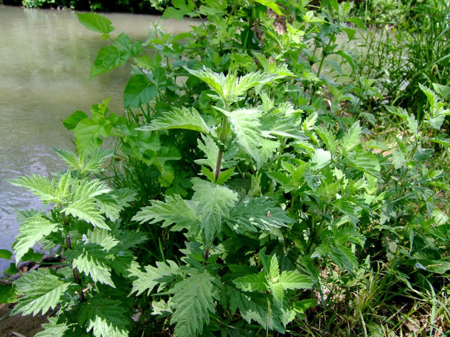 Зюзник американский