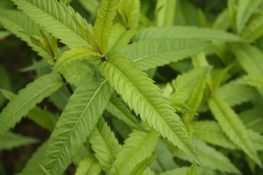 Плод зюзник Европейский