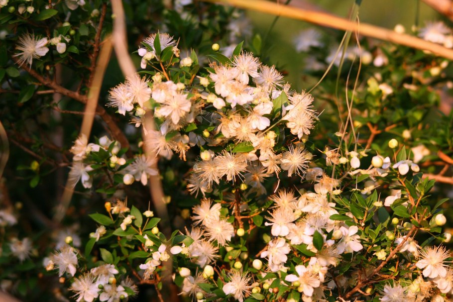 Ардизия Уоллича