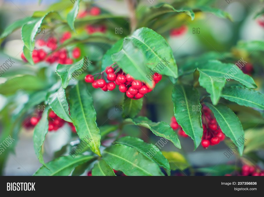 Ардизия crenata