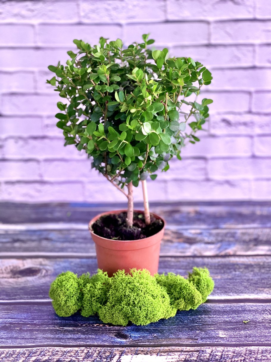 Мирсина Африкана