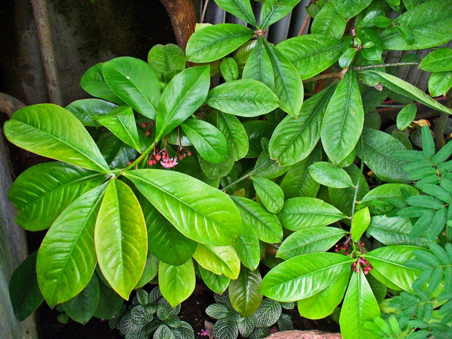 Ардизия городчатая