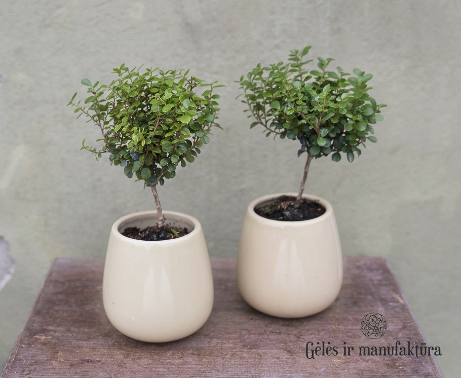 Мирсина Африкана