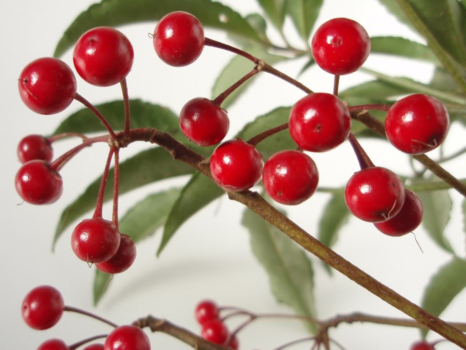 Гаультерия Мукроната