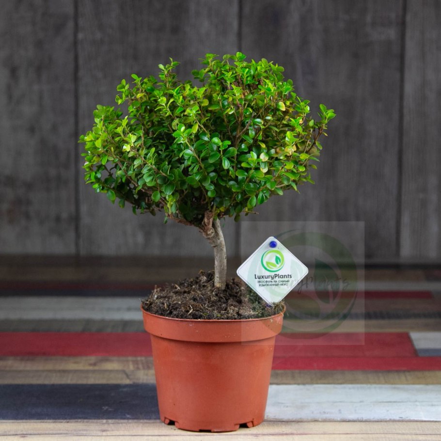 Дерево Мирсина