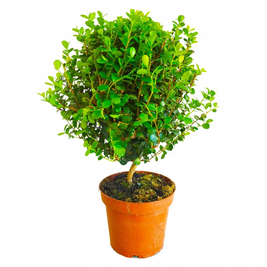 Мирсина Африканская штамбовая