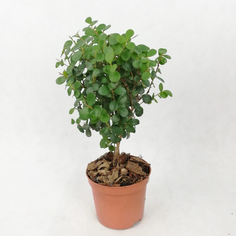 Myrsine africana Мирсина Африканская