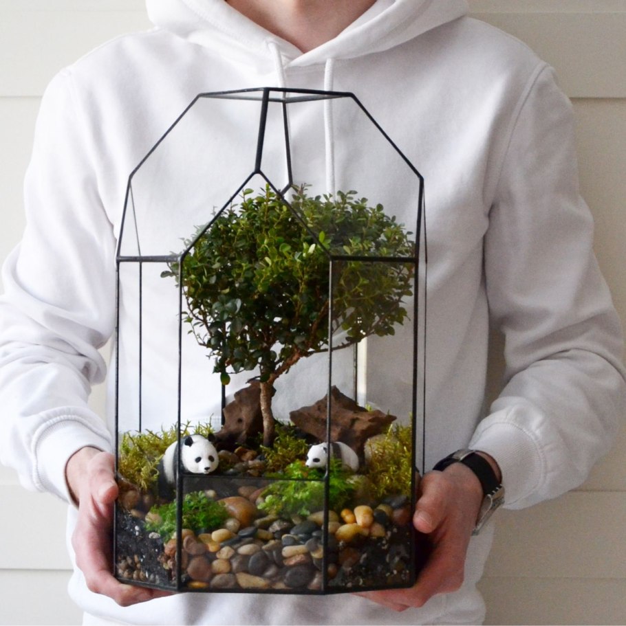 Вивипария мангры