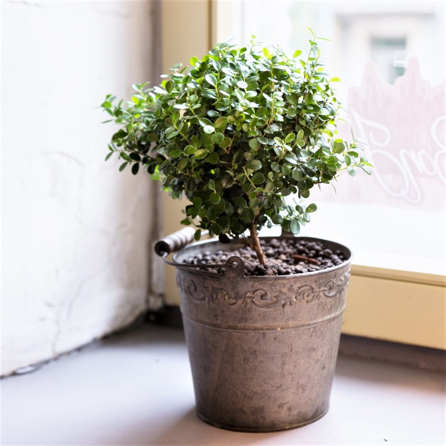 Мирсина Африкана