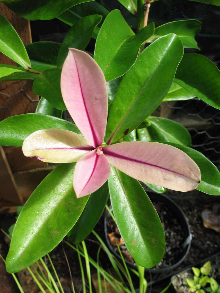 Ardisia crenata 'Beni kajaku' Red hot embers