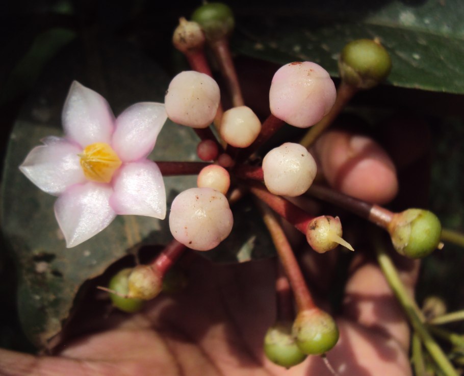 Ардизия городчатая зона морозоустойчивости