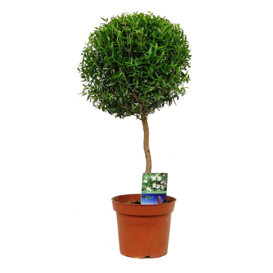 Cunninghamella japonica