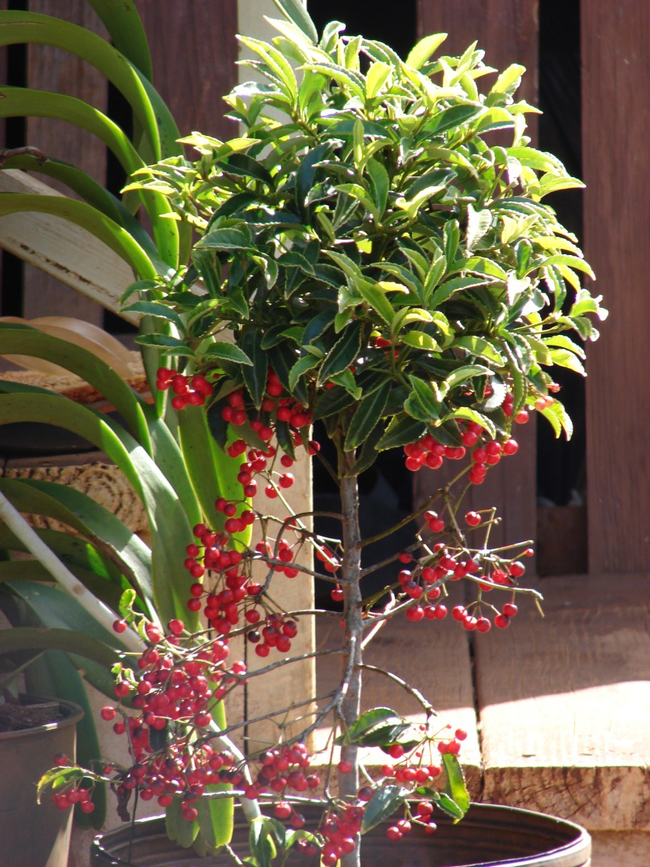 Ardisia crenata