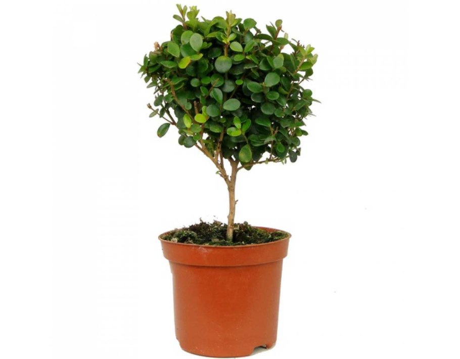 Myrsine africana Мирсина Африканская