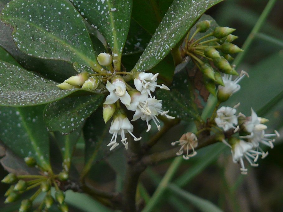 Мирсина Африканская