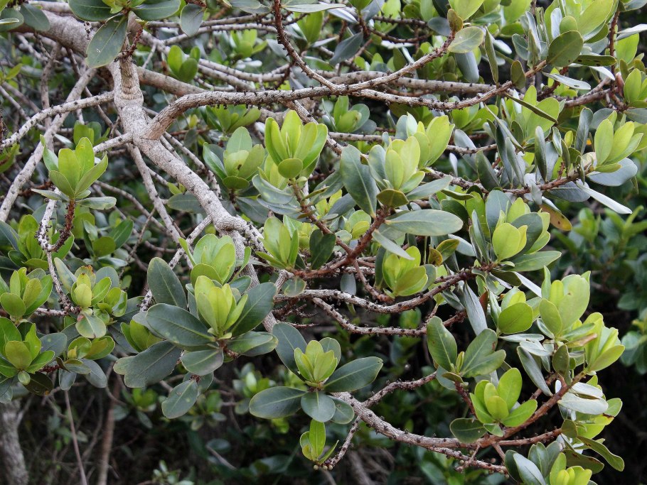 Мирсина Африканская бонсай