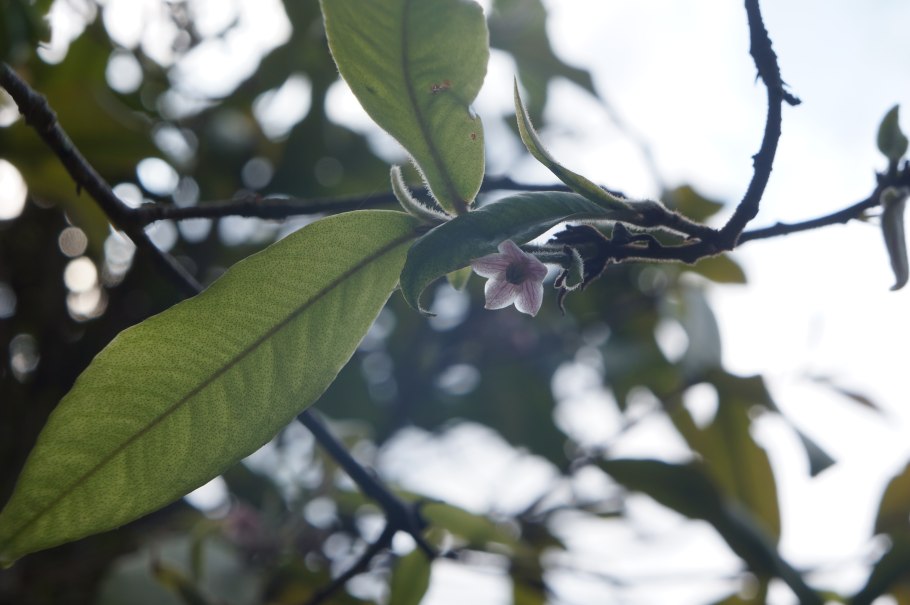 Ардизия Уоллича