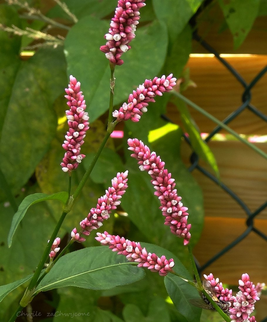 Горец перечный - Polygonum hydropiper