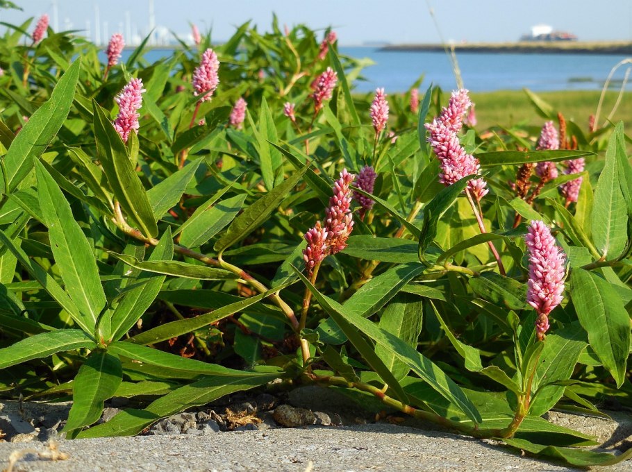 Водяной перец (Polygonum hydropiper)