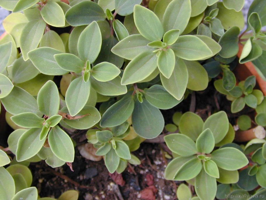 Трава горца перечного (водяного перца) - herba polygoni Hydropiperis