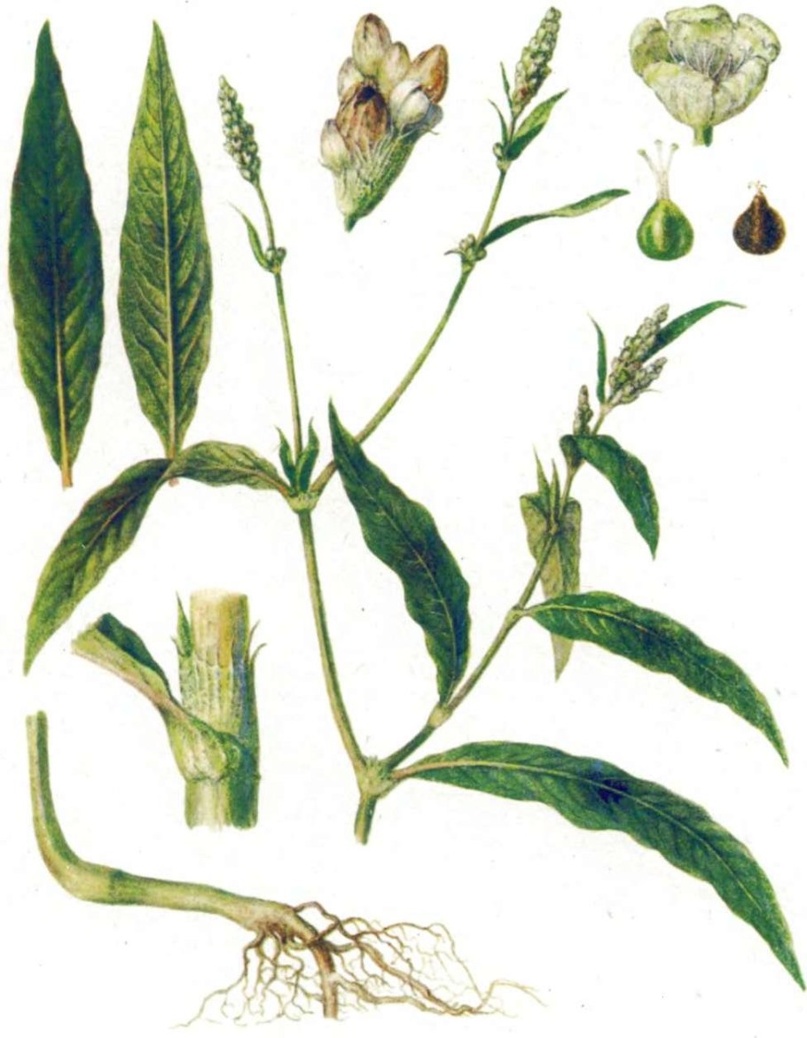 Persicaria hydropiper Горец перечный