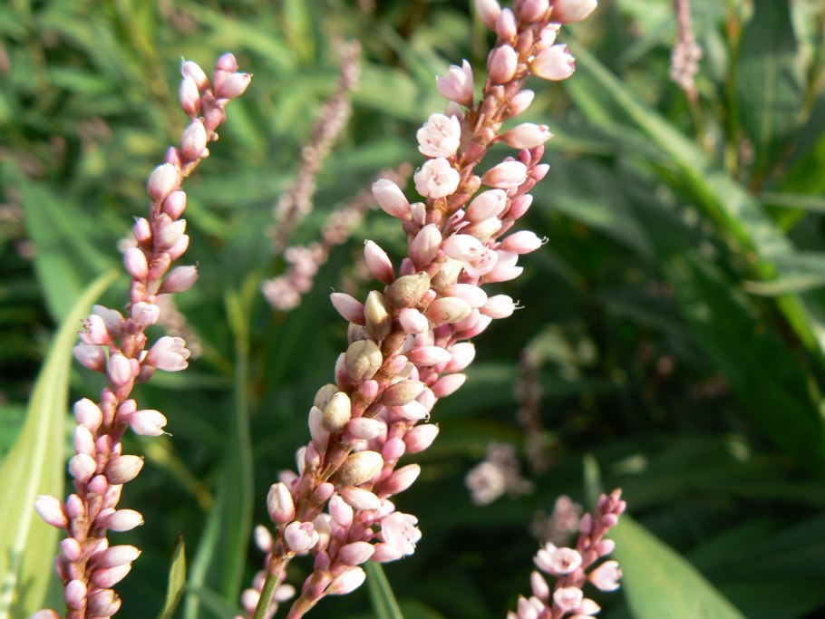 Водяной перец (Polygonum hydropiper)