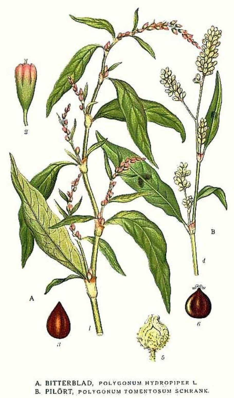 Zanthoxylum bungeanum