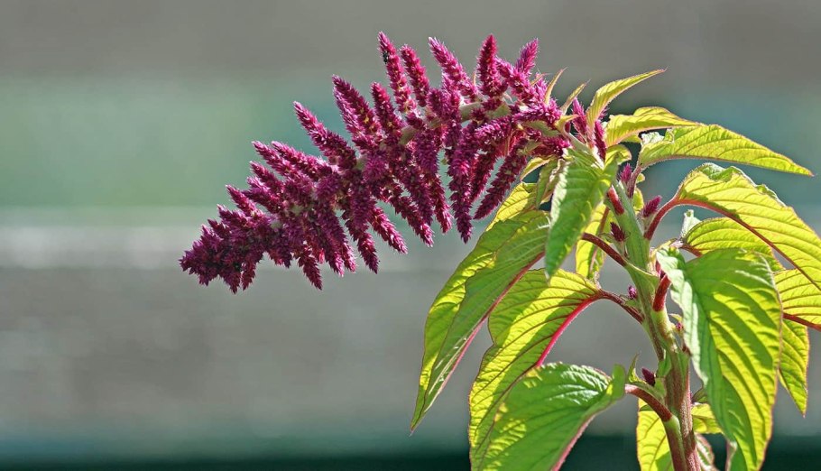 Амарант метельчатый Оешберг