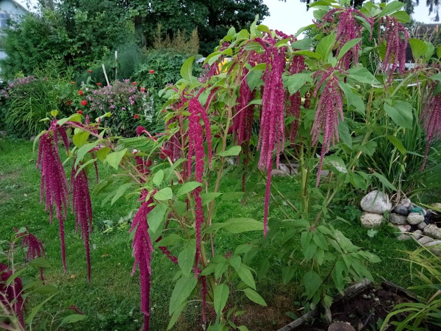 Амарант фото растения крупным планом