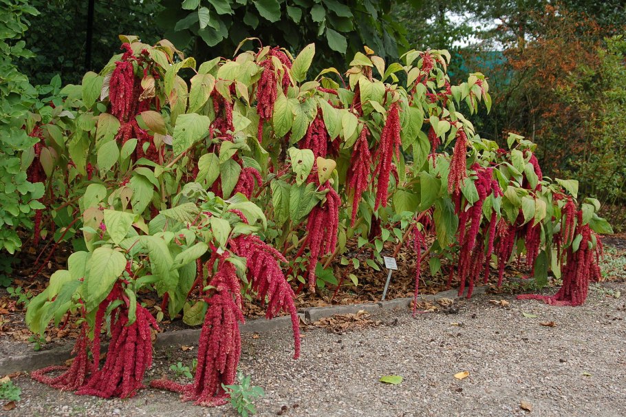 Амарант хвостатый (Amaranthus caudatus)