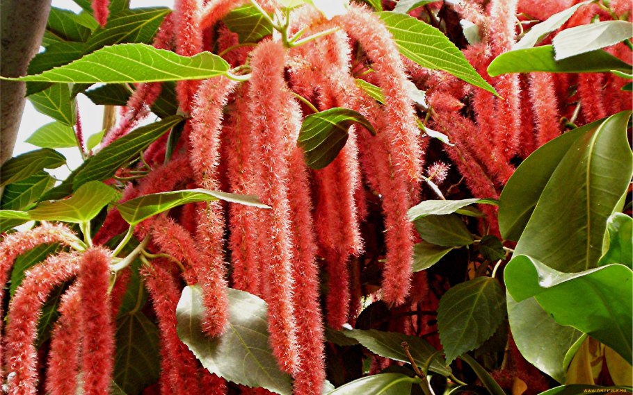 Amaranthus paniculatus Амарант метельчатый