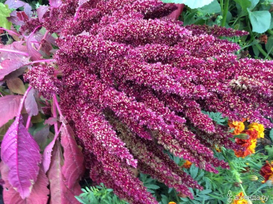 Амарант темный