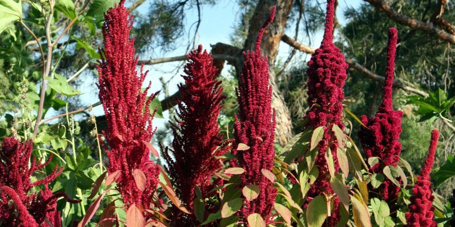 Амарант трехцветный иллюминация