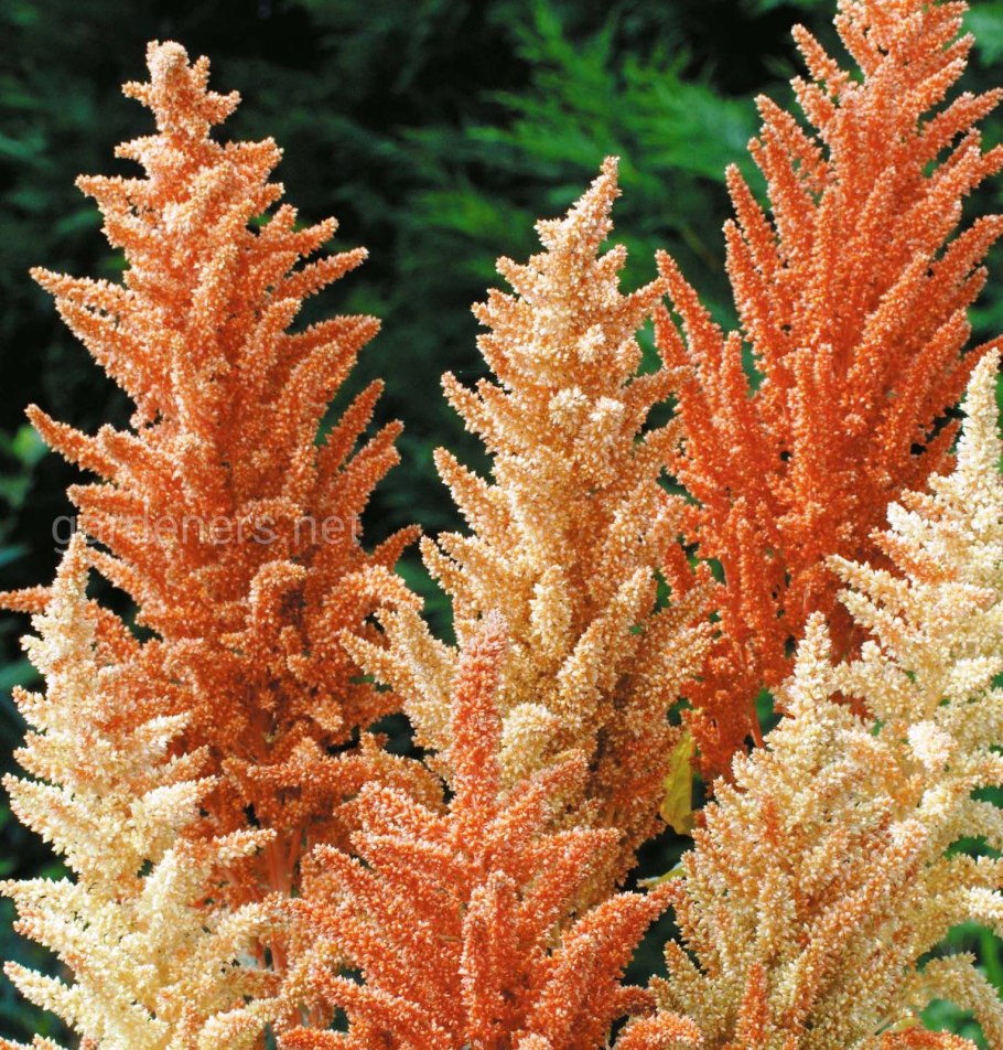 Амарант Эшберг