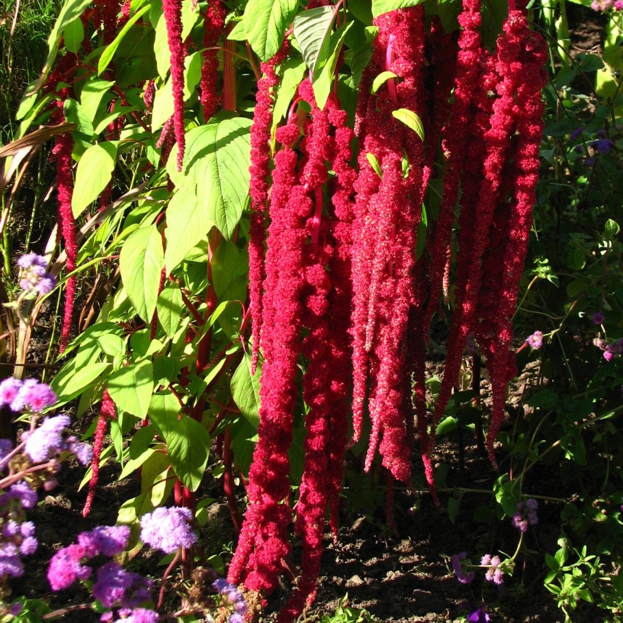 Амарант щирица белый