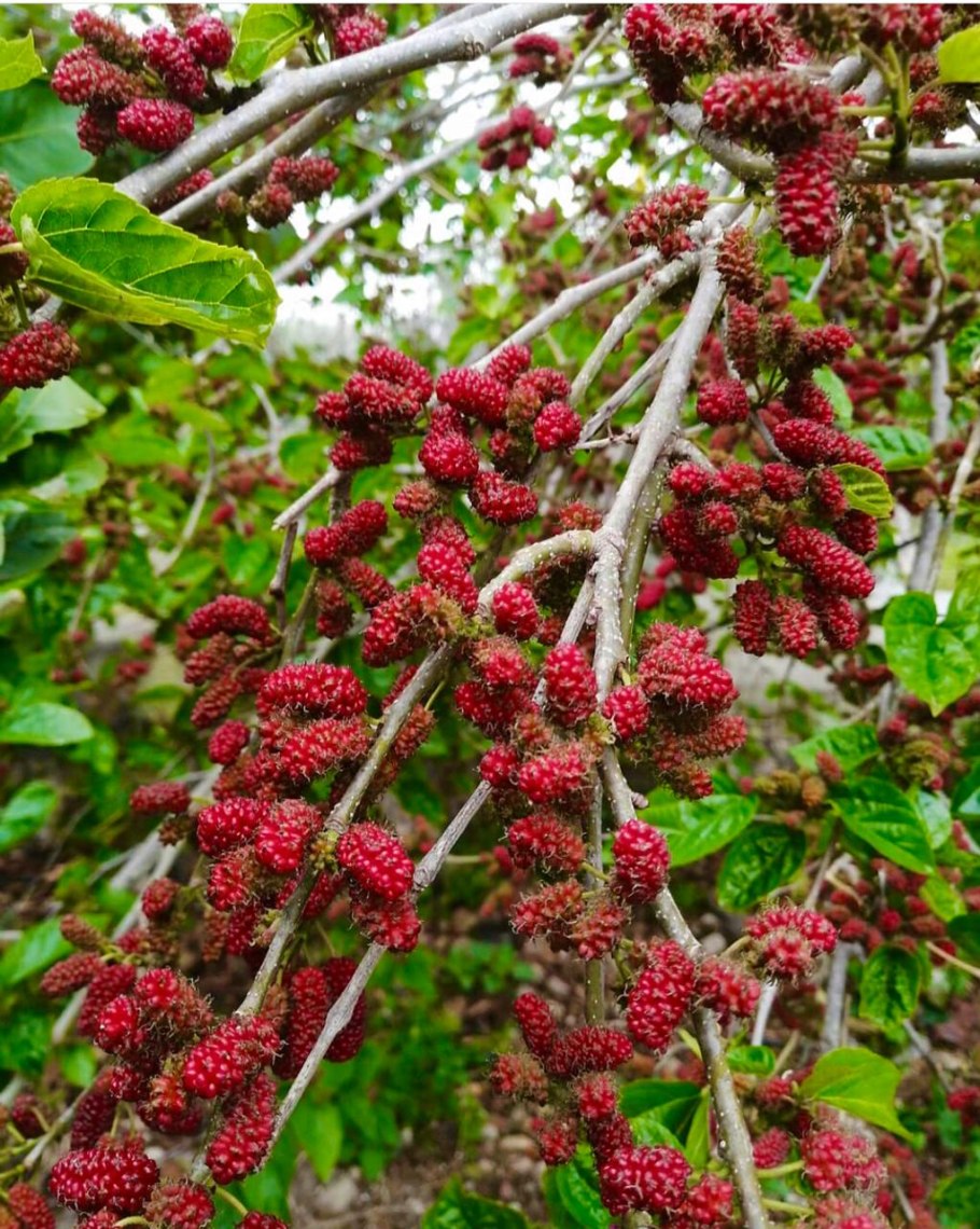 Тутовник шелковица