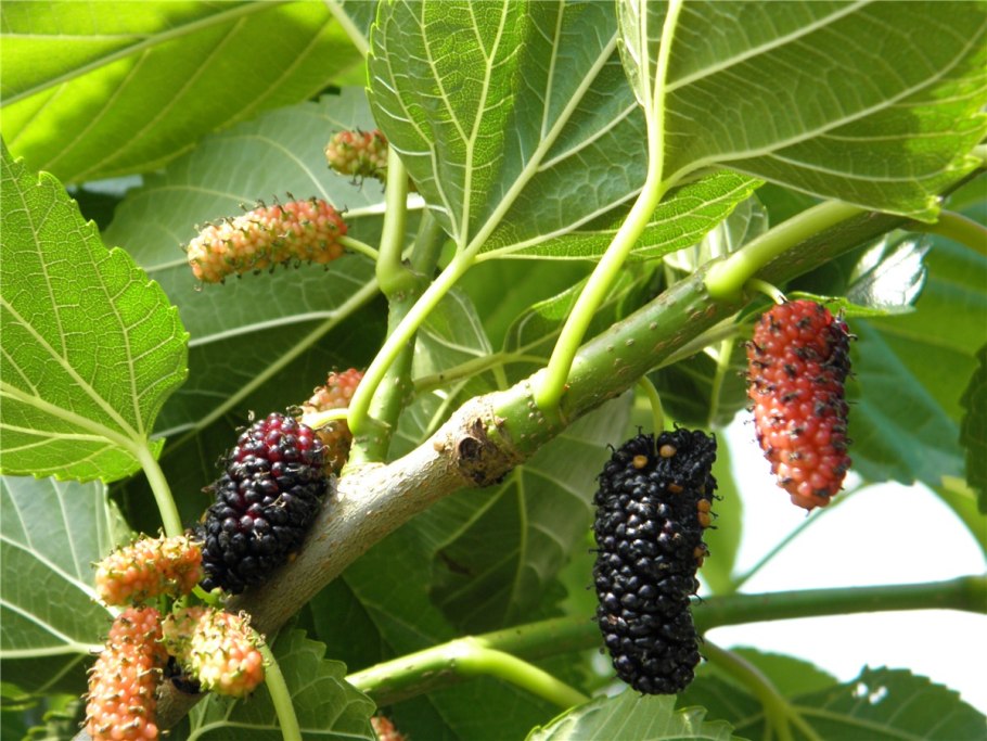 Шелковица Morus nigra