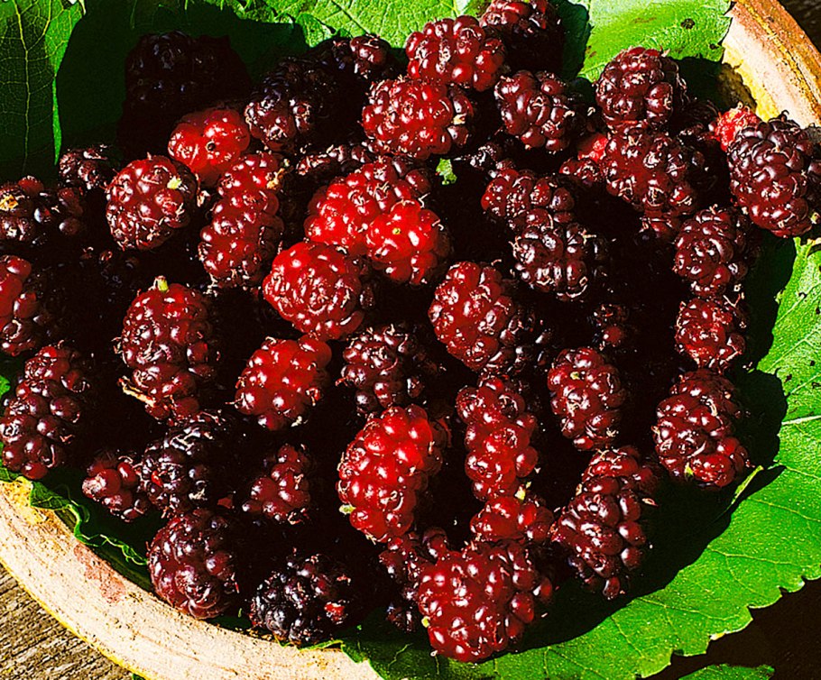 Шелковица тутовое дерево