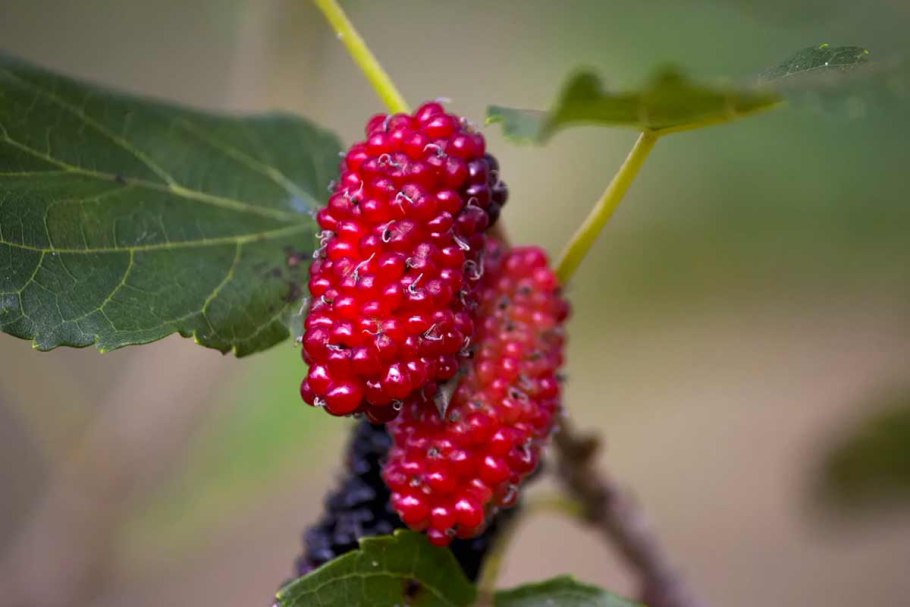 Шелковица ягода