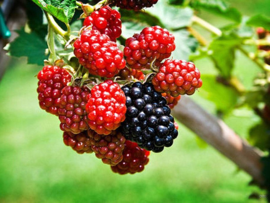 Ягодное дерево шелковица